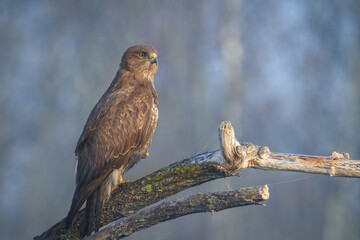 Common buzzard Buteo buteo in the fields in winter snow, buzzards in natural habitat, hawk bird on...