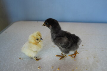 Black Brahma chicks and pale yellow silky chicks are eating and calling for their mother.