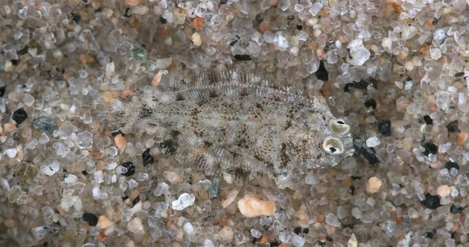 Young fish Platichthys flesus, family Pleuronectidae close-up. It can change color to blend in with its surroundings. White Sea