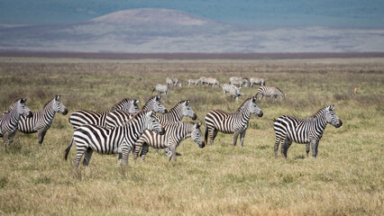 Obraz premium Zebras lion watching, Ngorongoro crater, Tanzania