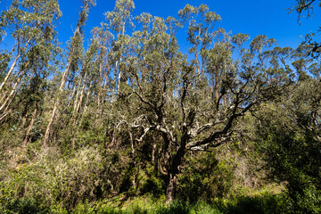 Fototapeta premium Walking from Troviscais to the River Mira, Vicentine Coast Natural Park Portugal, Rota Vicentina Coast.
