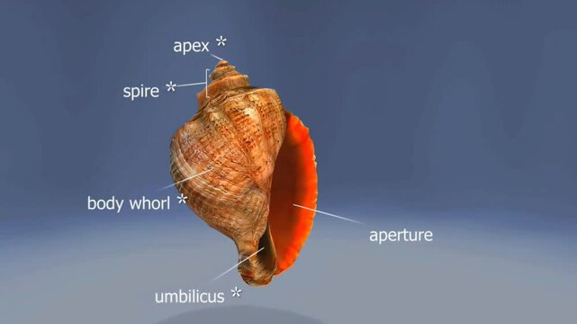 Rapana Venosa shell anatomy