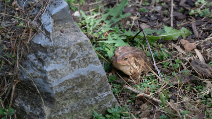 Obraz premium Eastern American toad, brown, warty, with a white belly blends in with the environment.