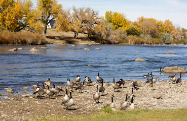 country geese on a bank