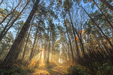 Obraz premium Autumn forest with sunrise