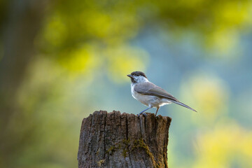 Obraz premium A marsh tit in spring