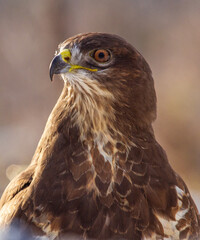 buzzard portrait