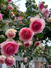 Fototapeta premium pink roses in a garden