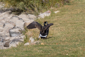 canada goose landing on the grass
