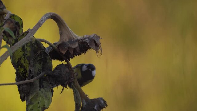 plan fixe avec zoom avant de plusieurs m&eacute;sanges sauvages, venant a une fleur de tournesol, pour s'alimenter des ces bonnes graines, dans un d&eacute;cor dor&eacute;
