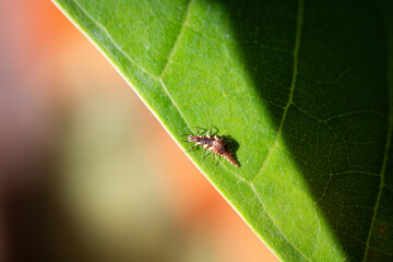 Bug on Green leaf