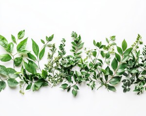 Obraz premium Various green leaves arranged on a white isolated background.