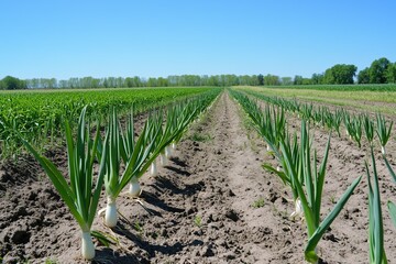 Fototapeta premium Young green onions growing in the field. 