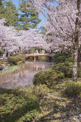 Obraz premium The cherry blossom season in Japan, known as 