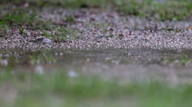 vista macro a livello del terreno di tante gocce di pioggia che bagnano un terreno fatto di ghiaia e creano schizzi sull'acqua, durante un temporale