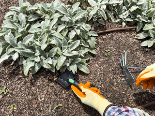 female gardener in gloves loosen the soil with a small garden rake bushes. Importance of plant care