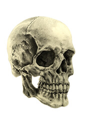 Obraz premium Realistic skull drawing 