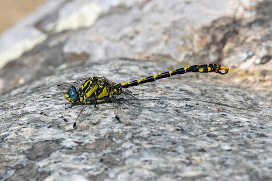 
A male pincertail dragonfly (Onychogomphus forcipatus) taking a rest by a stream in the mountains