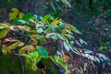 Chesnut grove at early autumn season, Caceres, Spain