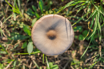 vista macro del berretto di un fungo di colore marrone chiaro, visto da sopra, in mezzo all'erba in un ambiente naturale di campagna, di giorno, in autunno