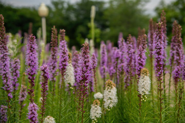 Obraz premium field of lavender