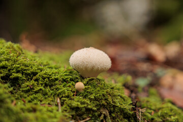 vista macro di un piccolissimo fungo bianco su una superficie cosparsa di muschio, in un bosco di montagna, in autunno