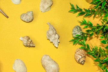 Clam shells, yellow carpet, and foliage decorations. A concept that depicts a coastal atmosphere.