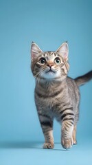 Obraz premium Curious manx cat exploring indoor space studio portrait