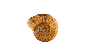vista macro di un esemplare di ammonite di colore marrone chiaro, scontornata su sfondo trasparente