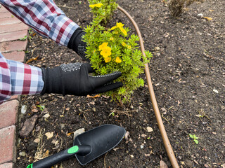 female gardener in gloves loosen the soil with a small garden rake bushes. Importance of plant care