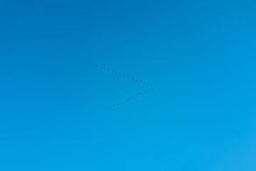 migration d'oiseaux en forme de V