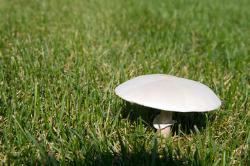 Champignon sur pelouse