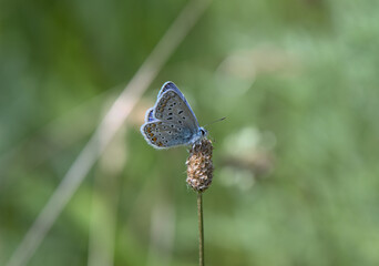 Close-up of a small blue butterfly perched on a dried flower stem, set against a blurred green background