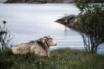 A single Ram, sitting on a grass verge, near the sea, on the coast on Norway