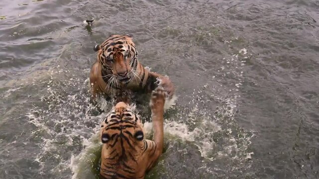 wild tigers play fight in water, two bengal tiger or proud sumatran tiger fun fighting until water splashing