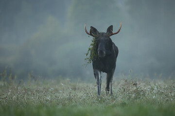 Tytuł: Łoś (Alces alces) moose © Bartosz Rakoczy