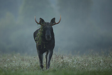 Tytuł: Łoś (Alces alces) moose © Bartosz Rakoczy