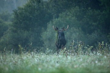 Tytuł: Łoś (Alces alces) moose © Bartosz Rakoczy