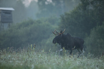 Tytuł: Łoś (Alces alces) moose © Bartosz Rakoczy