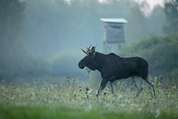 Tytuł: Łoś (Alces alces) moose © Bartosz Rakoczy