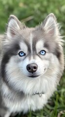 Playful pomsky with blue eyes in lush greenery