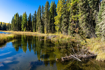 Obraz premium A forest with a lake in the background
