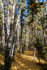 Fototapeta premium A forest with trees and leaves on the ground