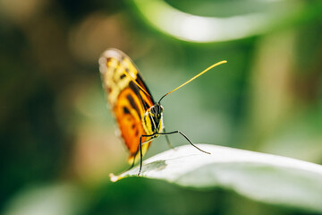 Obraz premium Butterfly-Heliconius ismenius butterfly on green leaf