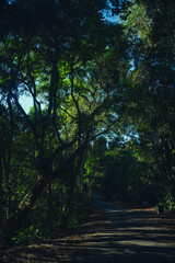 Nature's Haven: The Majestic Beauty of Pedra Grande in São Paulo.