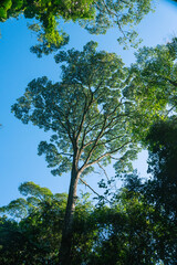 Nature's Haven: The Majestic Beauty of Pedra Grande in São Paulo.