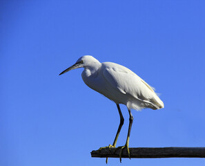 une aigrette perchée