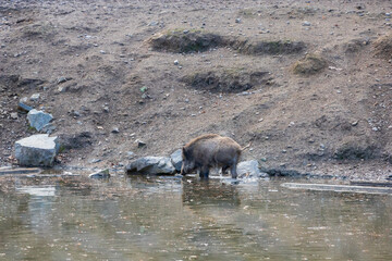 Wild boar - Sus scrofa - in the forest and by the in its natural habitat. Photo of wild nature