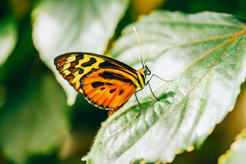 Obraz premium Butterfly-Heliconius ismenius butterfly on green leaf