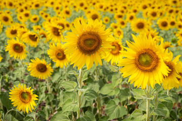 Sunflower in the field at Lopburi, Thailand